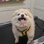 کلینیک دامپزشکی پاندورا