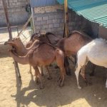 دامداری سیامک بهارلویی