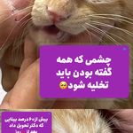 کلینیک دامپزشکی آراز دکتر شایان خلیلی