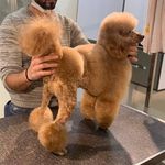 آرایشگاه حیوانات خانگی ادریس پت گرومینگ