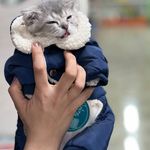 کلینیک دامپزشکی گرین پت در تبریز