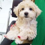 درمانگاه دامپزشکی های پت