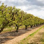 اجاره روزانه ویلا باغ و سوئیت محمدی