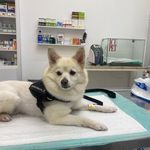 کلینیک دامپزشکی و پت شاپ شهر راز