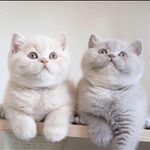پت شاپ قلعه حیوانات