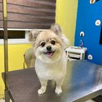 اصلاح و پیرایش حیوانات خانگی علمی