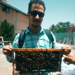 زنبورستان هانی نو