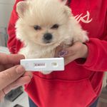 درمانگاه دامپزشکی های پت