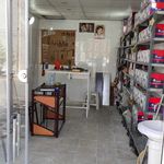 استارت سیسی