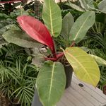 golkad-yasin | گلکده یاسین