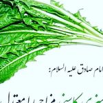 پخش برگ تازه کاسنی و خرفه