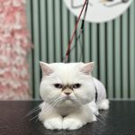 آرایشگاه حیوانات خانگی لاو لی پت