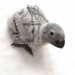 پرنده سرای نسائی