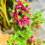 گل فروشی خانه گل