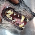 کلینیک دامپزشکی ژینا