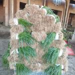 سبزی فروشی ولی زادگان سبزی تونی