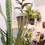 مجموعه فود لند