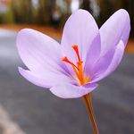 زعفران فروشی خمین