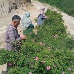 عرقیات گیاهی و محصولات ارگانیک طاهر