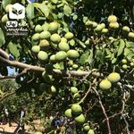 نهالستان پناهی