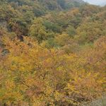 اقامتگاه اکولوژ ساسنگ