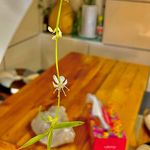 کافه استانبول