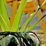 کافه استانبول