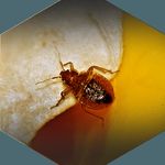 شرکت سمپاشی نانوفناوران (پاسداران)