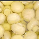 تولید قارچ بلنچ