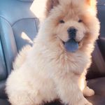 کلینیک دامپزشکی دکتر ضیاالدینی