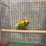 پرنده سرا و پرنده فروشی ستارخان تهران