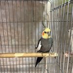 پرنده سرا و پرنده فروشی ستارخان تهران