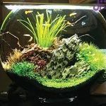 تراریوم پردیس