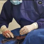 کلینیک دامپزشکی و پت شاپ لاوین