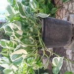 گلکده گلچین