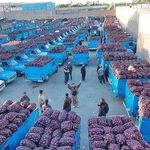 بارفروشی حاج مصطفی کاظمی فروش میوه عمده