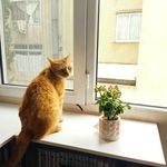 پانسیون خانگی نگهداری گربه