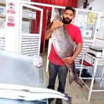 شیلات ماهی قشم