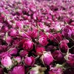 غنچه گل محمدی