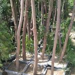 نهال فروشی درخت درختچه گلدانی میوه سیار درمحل باغبان باغبانی درختکاری خدمات سرویس گلهای آپارتمانی خانگی گل وگیاه