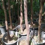 نهال فروشی درخت درختچه گلدانی میوه سیار درمحل باغبان باغبانی درختکاری خدمات سرویس گلهای آپارتمانی خانگی گل وگیاه