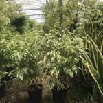 مجتمع تولید گل و گیاه نازگل