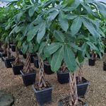 مجتمع تولید گل و گیاه نازگل