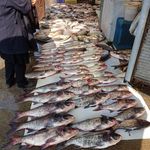 محصولات شمالی جواهیر