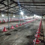 تجهیزات مرغداری و گلخانه نجفیان