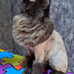 آموزشگاه وآرایشگاه حیوانات خانگی پاپیکات