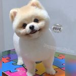 آموزشگاه وآرایشگاه حیوانات خانگی پاپیکات