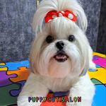 آموزشگاه وآرایشگاه حیوانات خانگی پاپیکات