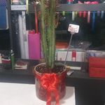 گل فروشی آندیا (شعبه دو)