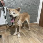 کلینیک دامپزشکی، گرومینگ و پت شاپ سپینود